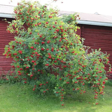 アパート Yoe Kotikoivun Rauhassa