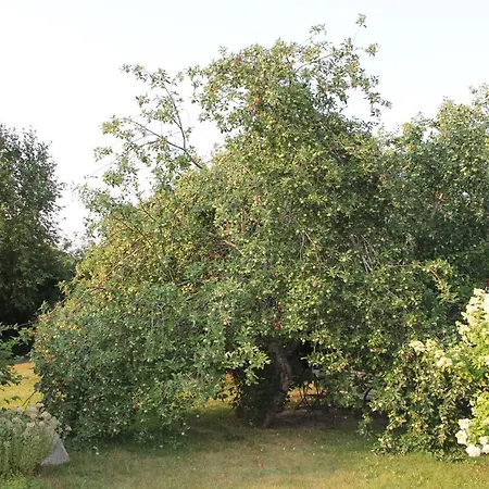 Yoe Kotikoivun Rauhassa *