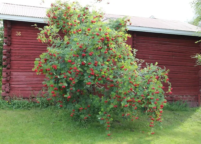 Daire Yoe Kotikoivun Rauhassa