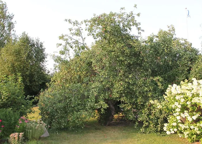 Yoe Kotikoivun Rauhassa *